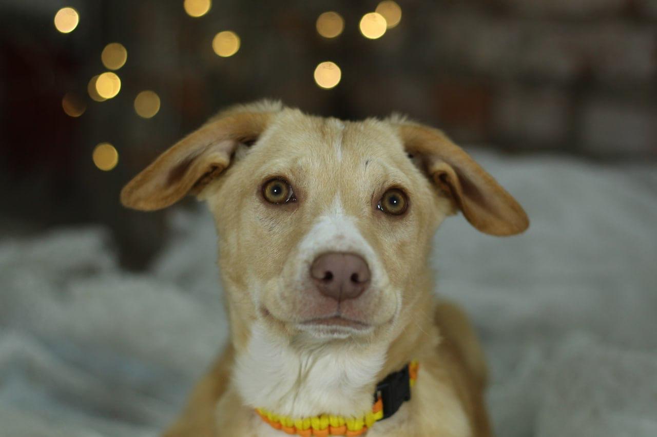 Chiens à adopter